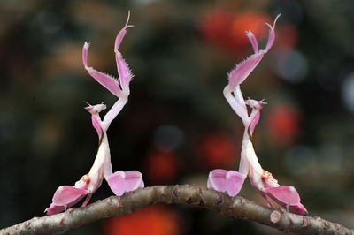 Close-up of pink flower