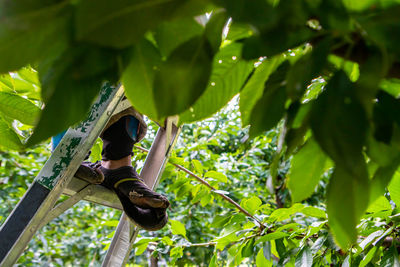 Low angle view of leaf hanging on tree in forest