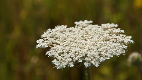 Flat flower while sun goes down