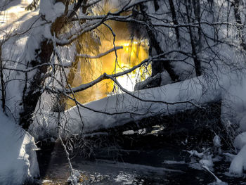 Bare tree in forest during winter