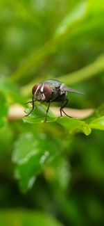 Close-up of fly on leaf