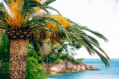 Close-up of palm tree by sea against sky