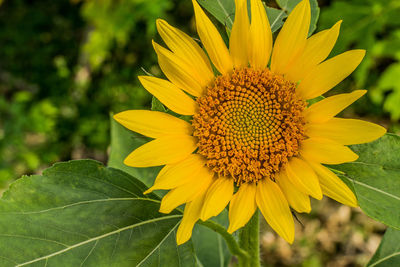 Close-up of yellow flower