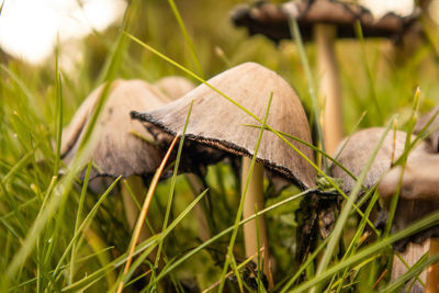 A bunch of brown mushrooms growing in the grass of the garden. autumn scenery with mushrooms.