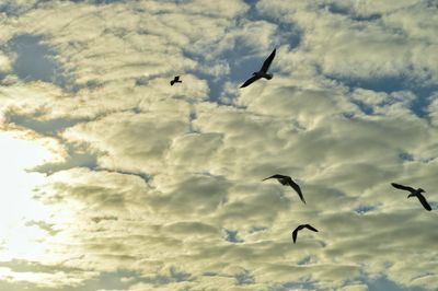 Low angle view of bird flying in sky