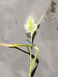 Close-up of plant against lake