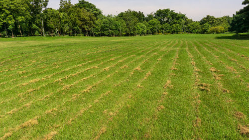 Fresh green carpet grass lawn row of dry grass cutted and trees, gardening landscapes maintenance 