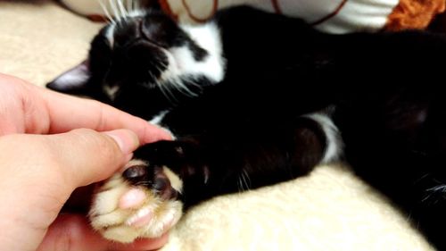 Close-up of hand holding puppy