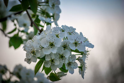 Close-up of white cherry blossoms in spring