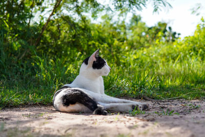 View of cat sitting on grass