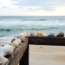 Shells on display ocean background