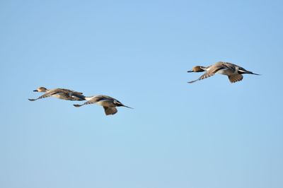 Low angle view of seagull flying