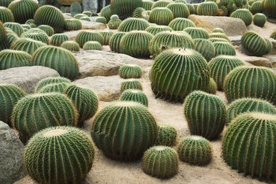 High angle view of succulent plants on field