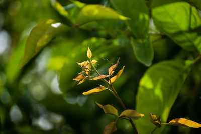 Close-up of lizard on plant