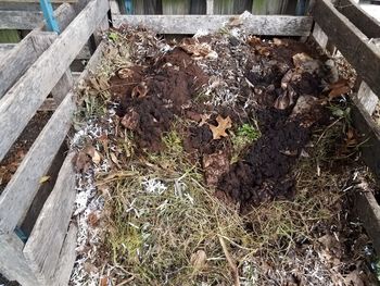 High angle view of plants growing on field