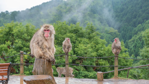 Monkey in a forest