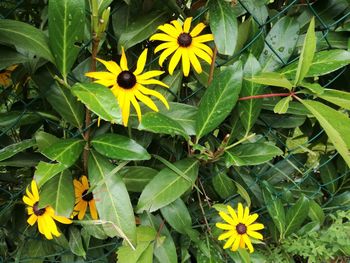 Close-up of yellow flowering plant