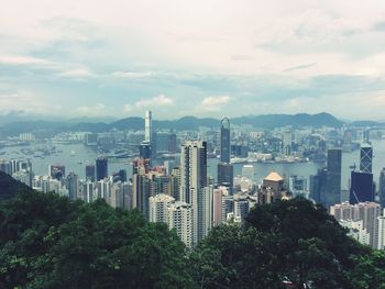 Trees against buildings at victoria harbor