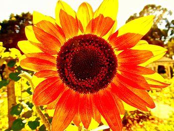 Close-up of yellow flower