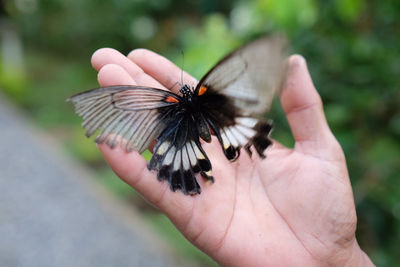 Close-up of cropped hand holding plant