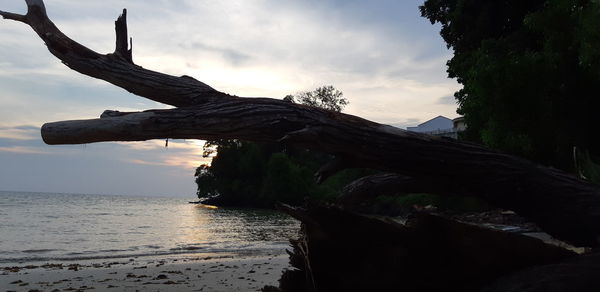 Driftwood on beach against sky during sunset