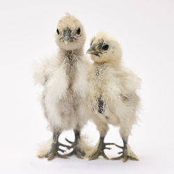 Close-up of young birds over white background