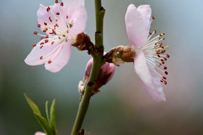 Close-up of cherry blossom