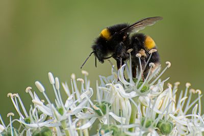 Close-up of bee pollinating on flower