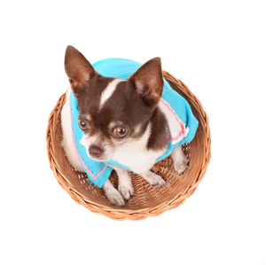 Portrait of dog in basket against white background