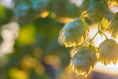 Close-up of flower against blurred background