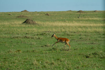 Side view of horse running on field