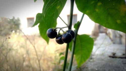 Close-up of insect on plant