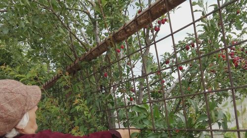 Close-up of ivy growing in greenhouse