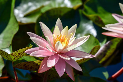 Close-up of lotus water lily in pond