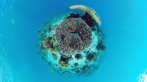 Close-up of jellyfish in sea