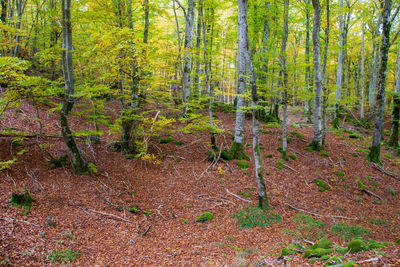 Pine trees in forest