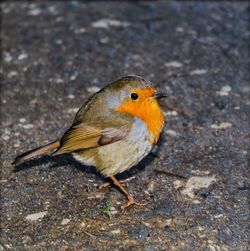 Close-up of a bird perching on a field