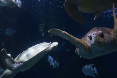 Close-up of fish swimming in aquarium