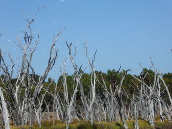 Low angle view of plants against clear sky