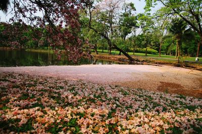 Scenic view of flower field against sky