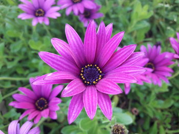 Close-up of purple flowers