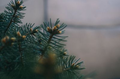 Close-up of pine tree during winter