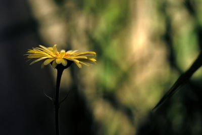 Close-up of yellow flowering plant