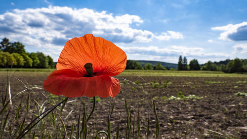 Nahaufnahme einer mohnblume im sommer mit feldern im hintergrund