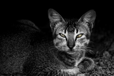 Close-up portrait of cat