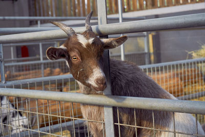 Close-up of an animal