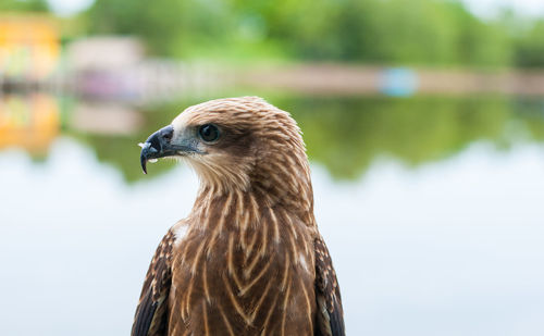 Close-up of a bird looking away