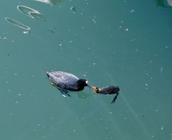 Close-up of duck swimming in lake