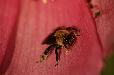 Close-up of bee pollinating on flower