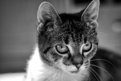 Close-up portrait of cat